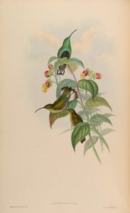 Lafresnaya gayi = Lafresnaya lafresnayi door John Gould